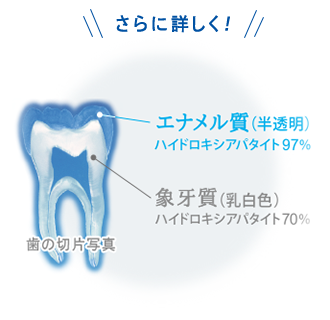 エナメル質　象牙質