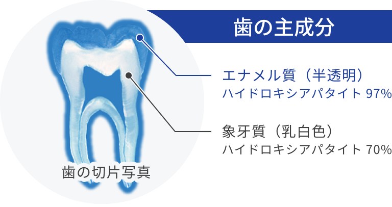 歯の主成分 エナメル質(半透明)ハイドロキシアパタイト 97%、象牙質(乳白色)ハイドロキシアパタイト 70%