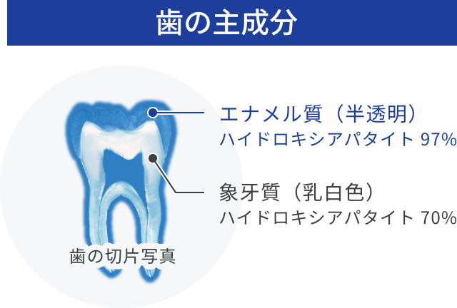 歯の主成分 エナメル質(半透明)ハイドロキシアパタイト 97%、象牙質(乳白色)ハイドロキシアパタイト 70%