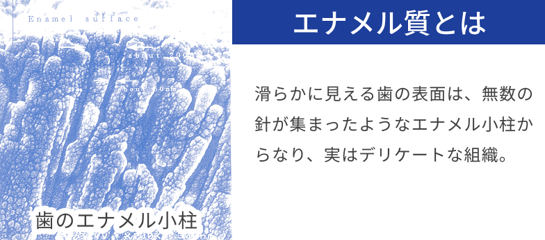 エナメル質とは 滑らかに見える歯の表面は、無数の 針が集まったようなエナメル小柱か らなり、実はデリケートな組織。